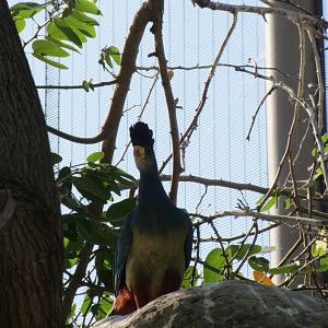 Great Blue Turaco
