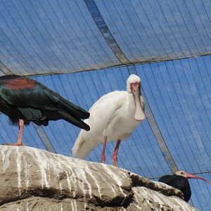 Northern Bald Ibis, African Spoonbill, Southern Bald Ibis