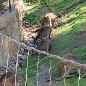 Western Gray Kangaroos