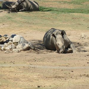 Southern White Rhinoceros
