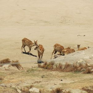 Nile Lechwe (Females)