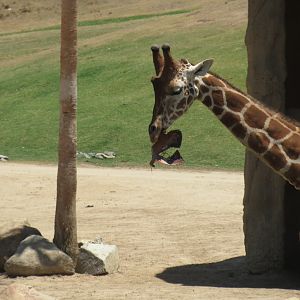 Reticulated Giraffe