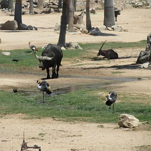 Grey Crowned Crane, Cape Buffalo, Fringe-Eared Oryx