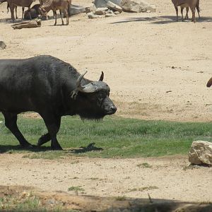 Cape Buffalo, Fringe Eared Oryx