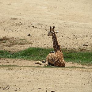 Reticulated Giraffe