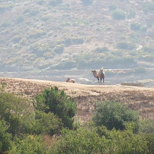 Przewalski's Horse, Bactrian Camel
