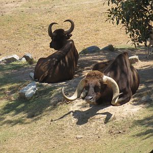 Indian Gaur