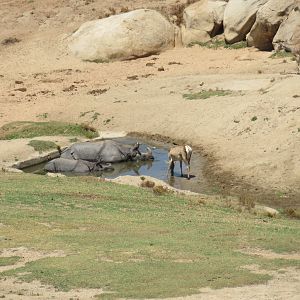 Indian Rhinos, Bactrian Wapiti