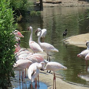 Lesser Flamingos