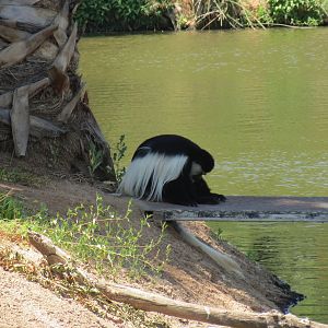 Kikuyu Colobus Monkey