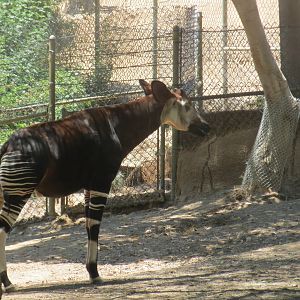 Okapi