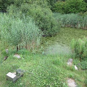 European Otter Exhibit - see the otter?