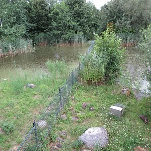 European Otter Exhibit - see the otter?