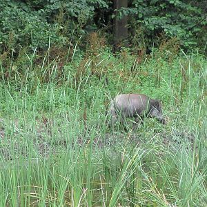 European Wild Boar (roaming the grassy exhibit)