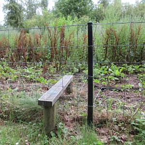 European Wild Boar Exhibit (anyone can easily step into it!)