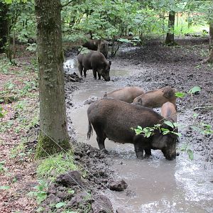 European Wild Boars