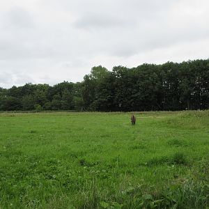 Multi-Acre Wisent Paddock