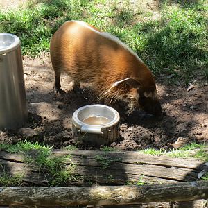Red River Hog