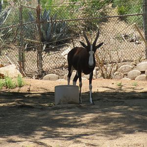 Bontebok