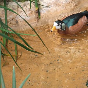 African Pygmy Goose