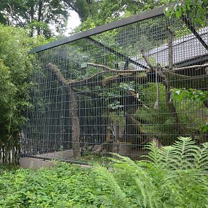 Asian Golden Cat Enclosures at Wuppertal, 16/06/19