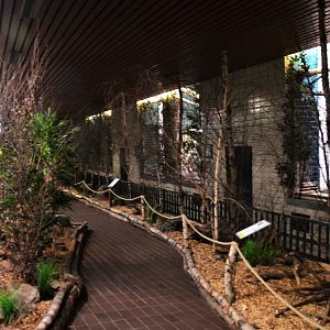 Asian Golden Cat Enclosures at Wuppertal, 16/06/19