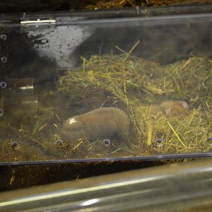 Ansell's Mole Rat at Wuppertal, 16/06/19