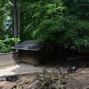Collared Peccary Enclosure at Wuppertal, 16/06/19