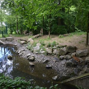 Dhole Enclosure at Wuppertal, 16/06/19