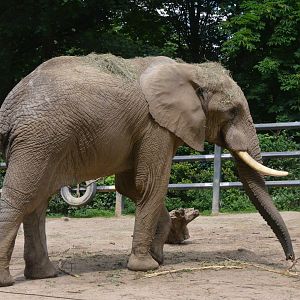 African Bush Elephant at Wuppertal, 16/06/19
