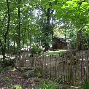Babirusa Enclosure at Wuppertal, 16/06/19