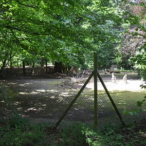 Eastern Grey Kangaroo Enclosure at Wuppertal, 16/06/19