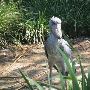 Shoebill Stork