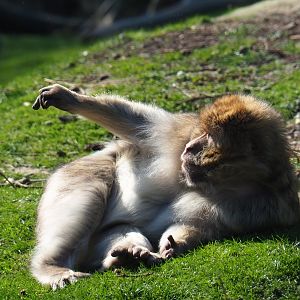 Barbary macaque (Macaca sylvanus), 2019-03-30