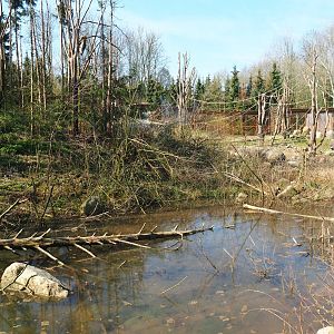 Barbary macaque exhibit, 2019-03-30
