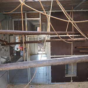 Barbary macaque holding house, 2019-03-30