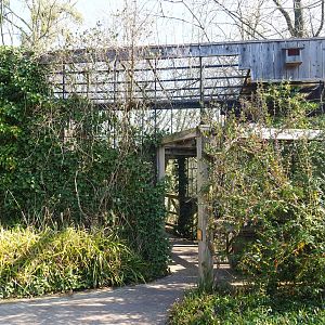 European greenfinch aviary, 2019-03-30