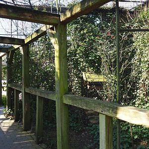 European greenfinch aviary, 2019-03-30