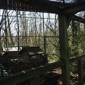 European greenfinch aviary, 2019-03-30