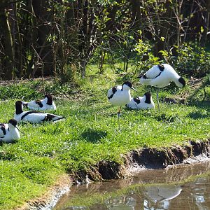 Pied avocets (Recurvirostra avosetta), 2019-03-30