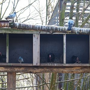 Waldrapp nesting boxes, 2019-03-30