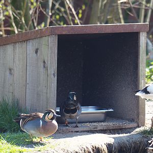 Bird feeding hut, 2019-03-30