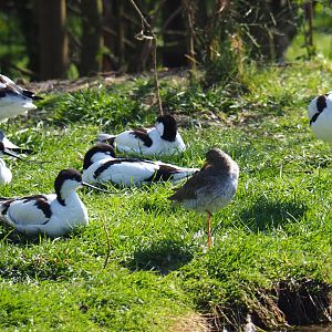 Pied avocets (Recurvirostra avosetta) and common redshank (Tringa totanus), 2019-03-30