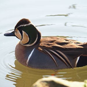 Baikal teal (Sibirionetta formosa), 2019-03-30