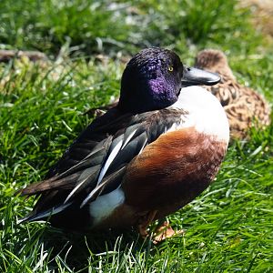Northern shoveler (Spatula clypeata), 2019-03-30