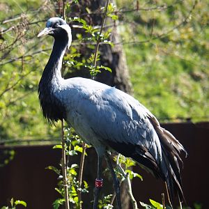 Demoiselle crane (Anthropoides virgo), 2019-30-30