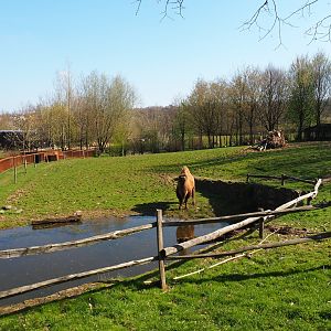 Bactrian camel paddock, 2019-03-30