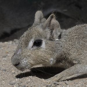 Chacoan mara sunbathing