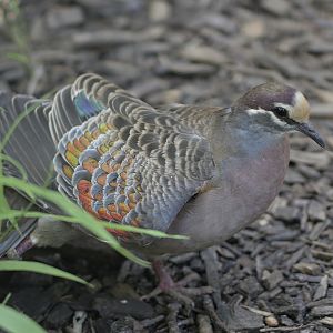 Common brozewing wingstretch