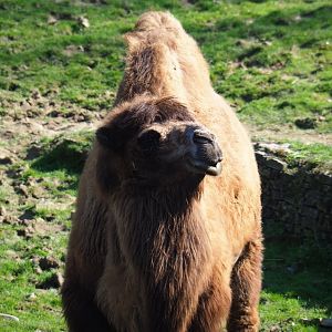 Bactrian camel (Camelus bactrianus), 2019-03-30